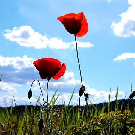 فندق Les Alpes 3*